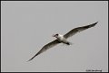 06sb0101-royal tern
